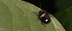 Menida