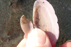 Gari lineolata