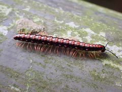 Helicorthomorpha