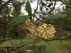 Edgeworthia gardneri