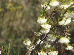 Pimelea lehmanniana