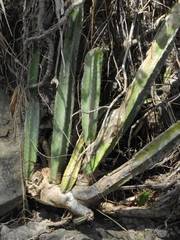 Cereus hexagonus