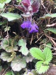 Ajuga lobata
