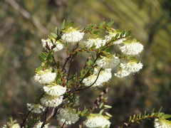 Pimelea lehmanniana