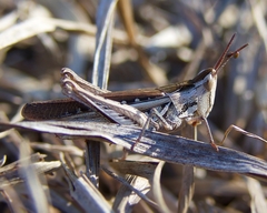Froggattina australis