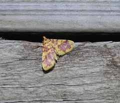Conogethes haemactalis