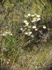 Pimelea lehmanniana