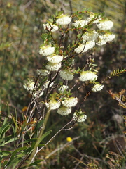 Pimelea lehmanniana