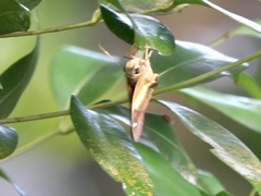 Hasora schoenherr chuza