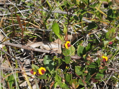 Bossiaea ornata