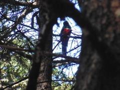 Trogon mexicanus