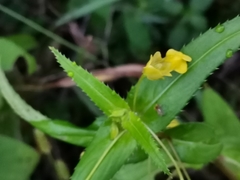 Impatiens dalzellii
