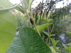 Hemithyrsocera palliata