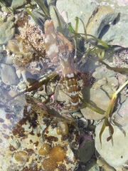 Alpheus novaezealandiae