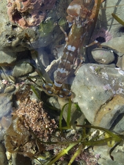 Alpheus novaezealandiae