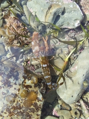 Alpheus novaezealandiae