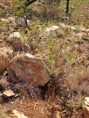 Phymaspermum athanasioides