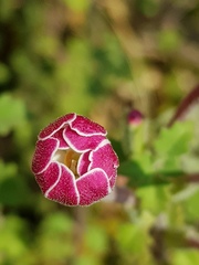 Zaluzianskya katharinae