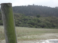 Sterna hirundo hirundo