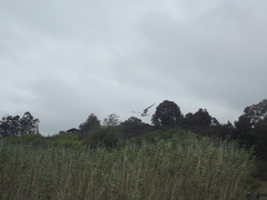 Sterna hirundo hirundo