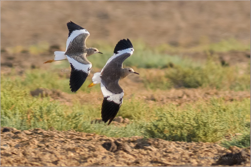 White-tailed Lapwing, photo 8 of 8