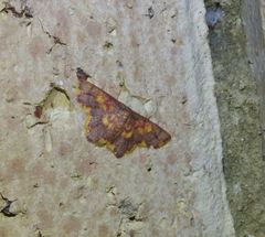 Chrysocraspeda cruoraria