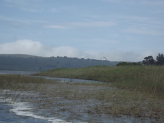 Sterna hirundo hirundo