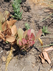 Searsia magalismontana magalismontana