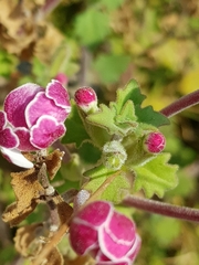 Zaluzianskya katharinae