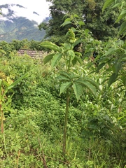 Arisaema tortuosum