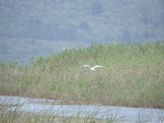Sterna hirundo hirundo