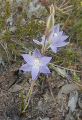 Thelymitra nuda