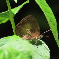 Arhopala perimuta