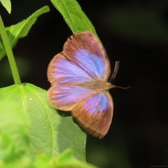 Arhopala perimuta