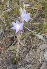 Thelymitra nuda