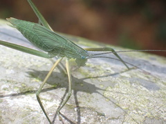 Elimaea