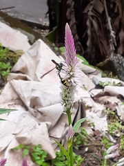 Phimenes flavopictus formosanus