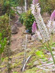 Phimenes flavopictus formosanus