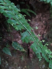 Asplenium gueinzianum