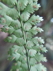 Asplenium gueinzianum