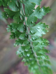 Asplenium gueinzianum