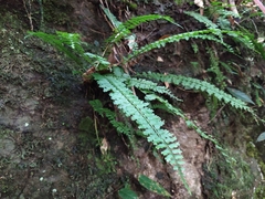 Asplenium gueinzianum