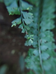 Asplenium gueinzianum
