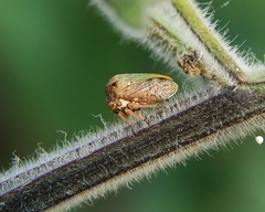 Alosextius carinatus
