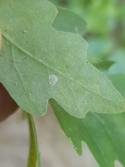 Phyllonorycter quercifoliella