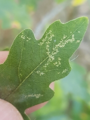 Phyllonorycter quercifoliella