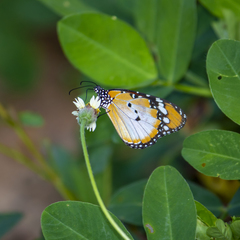 Danaus chrysippus alcippus
