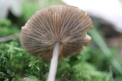 Entoloma conferendum