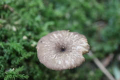 Entoloma conferendum