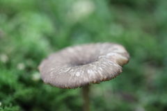 Entoloma conferendum